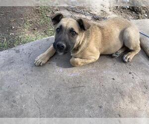 German Shepherd Dog-Unknown Mix Dogs for adoption in San Antonio, TX, USA