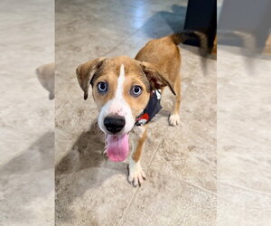 Labbe Dogs for adoption in San Diego, CA, USA
