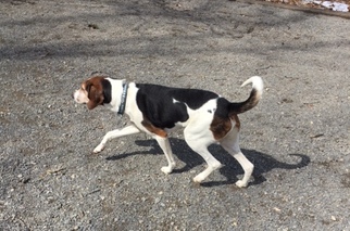 Small English Foxhound Mix