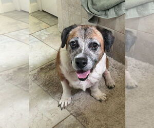 Basset Hound-Unknown Mix Dogs for adoption in New York, NY, USA