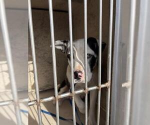 American Pit Bull Terrier-Unknown Mix Dogs for adoption in Oklahoma City, OK, USA