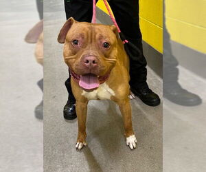 American Pit Bull Terrier Dogs for adoption in Forestville, MD, USA