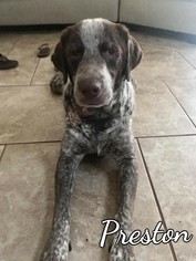 German Shorthaired Pointer Dogs for adoption in Fairhope, AL, USA