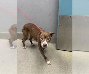 American Pit Bull Terrier-Unknown Mix Dogs for adoption in Las Vegas, NV, USA