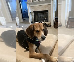 Beagle Dogs for adoption in Sanford, FL, USA