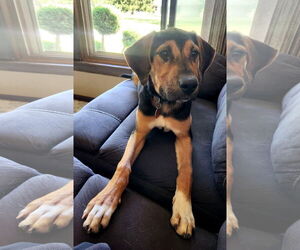 Mutt Dogs for adoption in Genesee, WI, USA