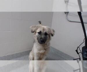 Anatolian Shepherd Dogs for adoption in Pasadena, TX, USA