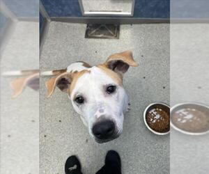 American Pit Bull Terrier-Labrador Retriever Mix Dogs for adoption in Fort Collins, CO, USA