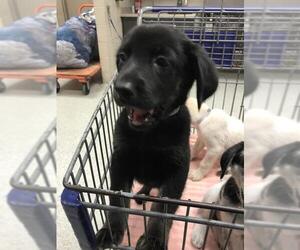 Labrador Retriever-Siberian Husky Mix Dogs for adoption in Conroe, TX, USA