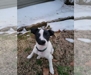 Mutt Dogs for adoption in Boston, MA, USA