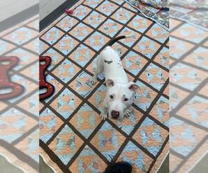 American Bulldog Dogs for adoption in Fort Wayne, IN, USA