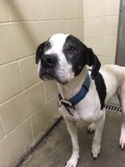 Great Dane Dogs for adoption in Little Elm, TX, USA