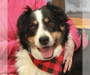 Bordernese Dogs for adoption in Garfield Heights, OH, USA