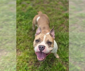 American Pit Bull Terrier Dogs for adoption in Hillsboro, NH, USA