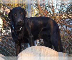 Labrador Retriever Dogs for adoption in Simi Valley, CA, USA