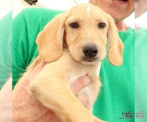 Labrador Retriever-Unknown Mix Dogs for adoption in Washington, DC, USA