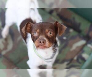 Minnie Jack Dogs for adoption in Santa Cruz, CA, USA