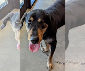 Labrador Retriever-Unknown Mix Dogs for adoption in Monticello, IA, USA