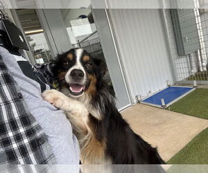 Australian Shepherd Dogs for adoption in Oak Bluffs, MA, USA