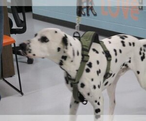Dalmatian Dogs for adoption in Temple, TX, USA