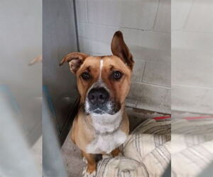 Mutt Dogs for adoption in San Bernardino, CA, USA