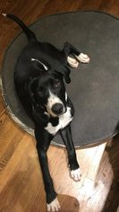 Great Dane-Labrador Retriever Mix Dogs for adoption in Scottsboro, AL, USA