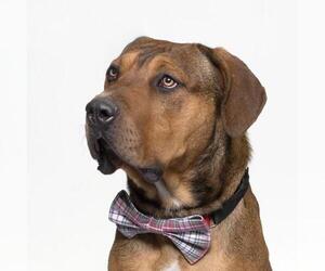 American Pit Bull Terrier-Doberman Pinscher Mix Dogs for adoption in Santa Maria, CA, USA