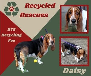 Basset Hound Dogs for adoption in Lindsay, CA, USA
