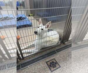 Unknown-white german shepherd Mix Dogs for adoption in Martinsburg, WV, USA