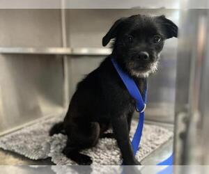 Pug-Unknown Mix Dogs for adoption in Chula Vista, CA, USA