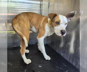 Labrador Retriever-Unknown Mix Dogs for adoption in San Antonio, TX, USA