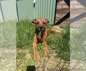 American Pit Bull Terrier-Chinese Shar-Pei Mix Dogs for adoption in Louisville, KY, USA