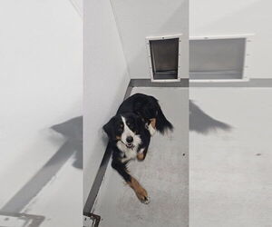 Bernese Mountain Dog Dogs for adoption in Studio City, CA, USA