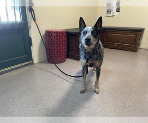 Mutt Dogs for adoption in Pasadena, CA, USA