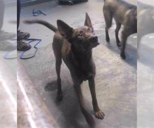 Siberian Husky-Unknown Mix Dogs for adoption in Tallahassee, FL, USA