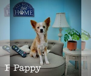 Papillon-Unknown Mix Dogs for adoption in Arcadia, FL, USA