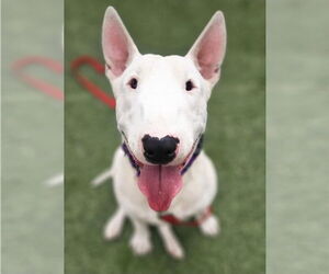 Bull Terrier Dogs for adoption in Lakewood, CO, USA