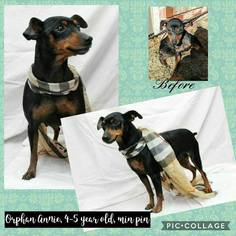Miniature Pinscher Dogs for adoption in Ponca City, OK, USA