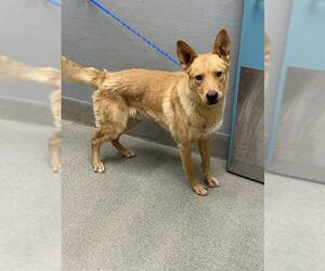German Shepherd Dog-Unknown Mix Dogs for adoption in Las Vegas, NV, USA