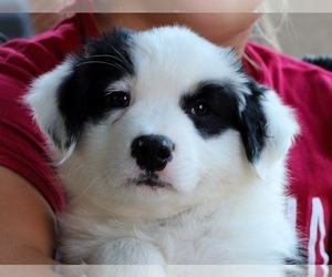 Australian Terrier Dogs for adoption in Goodyear, AZ, USA