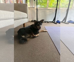 Mutt Dogs for adoption in Germantown, OH, USA