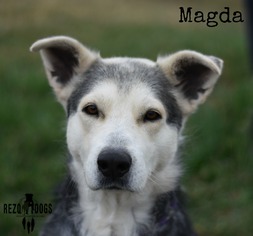 Small Alaskan Malamute-German Shepherd Dog Mix