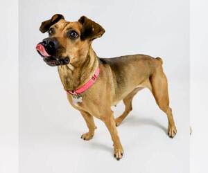 Mutt Dogs for adoption in Kennesaw, GA, USA