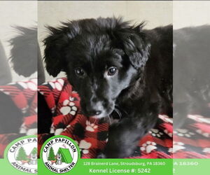 Goldendoodle (Miniature) Dogs for adoption in Stroudsburg, PA, USA