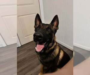German Shepherd Dog-Unknown Mix Dogs for adoption in Imlay City, MI, USA