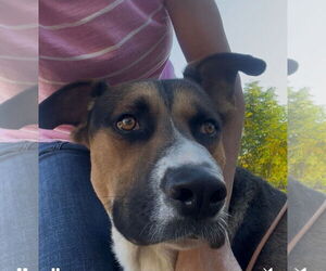 American Foxhound-Black Mouth Cur Mix Dogs for adoption in Woodland Hills, CA, USA