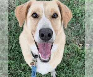 Australian Shepherd Dogs for adoption in Austin, TX, USA