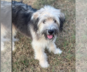 Affenpinscher-Unknown Mix Dogs for adoption in Cranston, RI, USA