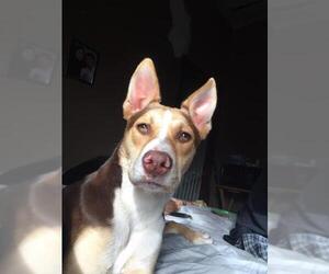 Mutt Dogs for adoption in San Antonio, TX, USA