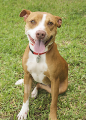 Ibizan Hound-Labrador Retriever Mix Dogs for adoption in Houston, TX, USA